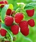 Seper Agro: Seller of: fruit, malina, povrce, raspberry, vegetables, voce.