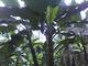 Megatradecontact Inc: Seller of: rubber, cassavamanyoc, cocoa, coffee, yams, fruits, farm land, palm oil, plantain. Buyer of: automobiles, beauty products, chemicals agric, farming equipments, enginesaw, eletronics, fertilizers, treekillers, pesticides.