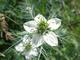 Wady El Nile Company: Seller of: calendula flowers, caraway seeds, chamonile flowers, coriander seeds, cumin seeds, fennel, parsley, pepperminr cut, spearmint cut.