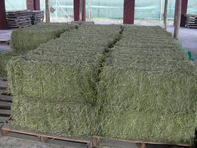 Alfalfa Hay And Alfalfa Pellets For Sale Buy From Hay Bales Solutions Ltd Uk North Of England European Business Directory European Trade Portal Europe B2b Marketplace