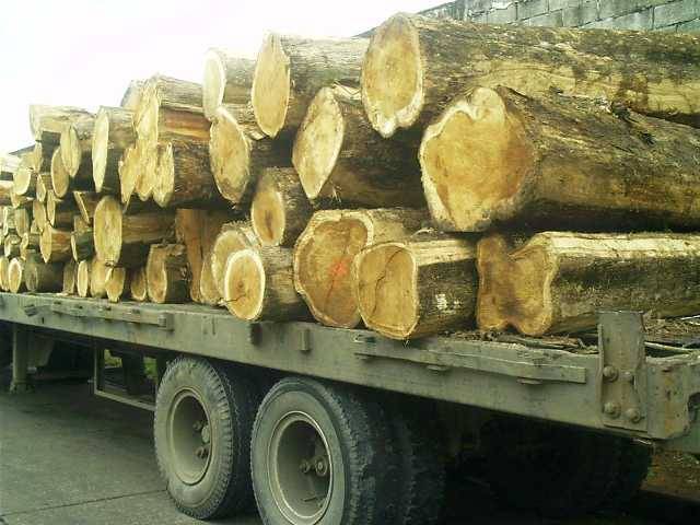 T me premium logs. Сертифицированная древесина. Oak log. Тиковое дерево цена за куб. Тик дерево цена за куб.