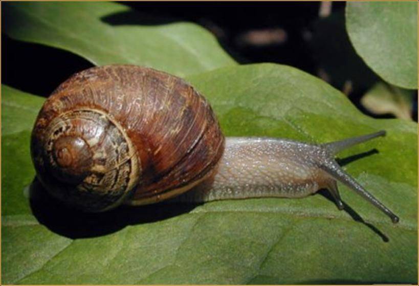 Helix aspersa maxima, Buy from NADEJDA. Bulgaria - Kurdzhali - Company