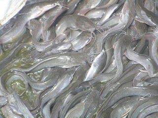 Benih Keli Puyu Tilapia Patin Baung Segar Murah Buy From Agro Wealth Trading Malaysia Negeri Sembilan B2b Marketplace Tradeboss Com Import Export Business To Business Portal Free Business Website