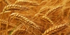 Our company supplies to Iran wheat and feed barley