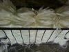 100% Tested Natural Sisal Fiber with Free Sample and competitive price