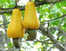Raw Cashew Nuts In Shell For Sale
