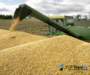 Cereals grains milling wheat crop production 2021 origin Romania