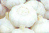 2012 new crop garlic