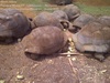 Aldabra tortoise, radiated tortoises and reptiles from Madagascar