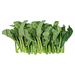 High quality fresh kale with custom planting