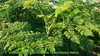 Moringa Leaf Suppliers