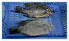 Frozen black  tilapia fish
