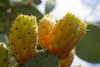 PRICKLY PEAR SEED OIL 100% PURE