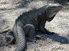 Reptiles and  iguana farming