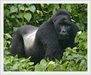 Rwanda Gorillas Express Tour