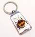 Real Insect Key Chains, bracelets, pendants, earrings