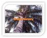 Coconut Palm Trees Cocos Nucifera Trees Reliable Suppliers