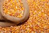 Yellow corn animal feed origin Ukraine