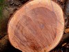 Okoume, Doussie, Okan, Iroko Timber Wood Log