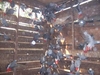 African Grey Parrots and other birds whole sale