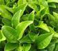 Green tea and other plant extract