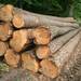 African Teak Wood & Rosewood Timber Logs