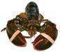 Lobster (Atlantic Canada) 