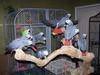 African grey parrot, macaw parrot