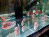 Buy Arowana Fish Now Prices Reduced