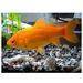 Buy Arowana Fish Now Prices Reduced