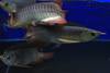 Arowana Fishes available for sales