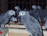 African grey parrots, macaws, love birds, canary birds at cheap price