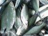 Pangasinan Milk Fish (Bangus)