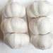 Supply chinese fresh garlic (normal white and pure white) 