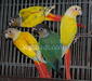 Canaries, Conures and more