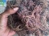 Dried Gracilaria Seaweed