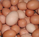 Chicken, ostritch eggs for sale