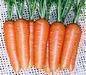 Carrot Aikou seeds