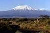 Mount Kilimanjaro Climbing And Wildlife Game Safaris