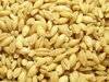 Barley grain, soybeans meal, yellow corn available for animal feed