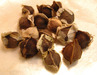 Moringa PKM1 hydride seeds on Sale