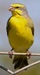 Yellow Fronted Canary (Serinus mozambicus) 