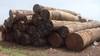 Wood Timber - Logs