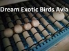 Fertile Parrot Eggs for Sale