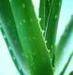 The asian largest aloe vera raw materials