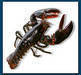 Live European Lobster