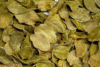 Dehydrated Boldo Leaves