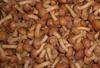 IQF Mushrooms & Dried Mushrooms & Mushroom in brine