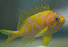 Borbonius Anthias - Anthias Coral Fish