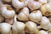 Fresh garlic from china